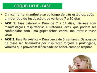 • Clinicamente, manifesta-se ao longo de três estádios, após
um período de incubação que varia de 7 a 10 dias:
• FASE 1: Fase catarral – Dura de 7 a 14 dias, inicia-se com
manifestações respiratórias e sintomas leves, que podem ser
confundidos com uma gripe: febre, coriza, mal-estar e tosse
seca;
• FASE 2: Fase Paroxística – Dura cerca de 6 semanas. Os acessos
de tosse são finalizados por inspiração forçada e prolongada,
vômitos que provocam dificuldade de beber, comer e respirar.
COQUELUCHE - FASE
 