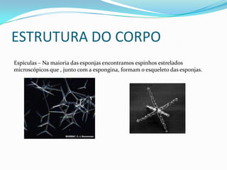 ESTRUTURA DO CORPO
Espículas – Na maioria das esponjas encontramos espinhos estrelados
microscópicos que , junto com a espongina, formam o esqueleto das esponjas.
 