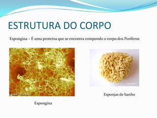 ESTRUTURA DO CORPO
Espongina – É uma proteína que se encontra compondo o corpo dos Poríferos




                                                    Esponjas de banho

             Espongina
 