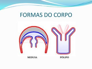 FORMAS DO CORPO




  MEDUSA   PÓLIPO
 