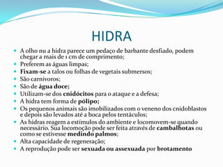 HIDRA
 A olho nu a hidra parece um pedaço de barbante desfiado, podem
    chegar a mais de 1 cm de comprimento;
   Preferem as águas limpas;
   Fixam-se a talos ou folhas de vegetais submersos;
   São carnívoros;
   São de água doce;
   Utilizam-se dos cnidócitos para o ataque e a defesa;
   A hidra tem forma de pólipo;
   Os pequenos animais são imobilizados com o veneno dos cnidoblastos
    e depois são levados até a boca pelos tentáculos;
   As hidras reagem a estímulos do ambiente e locomovem-se quando
    necessário. Sua locomoção pode ser feita através de cambalhotas ou
    como se estivesse medindo palmos;
   Alta capacidade de regeneração;
   A reprodução pode ser sexuada ou assexuada por brotamento
 