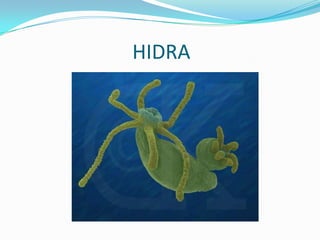 HIDRA
 