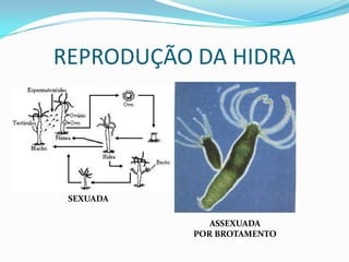 REPRODUÇÃO DA HIDRA




 SEXUADA

              ASSEXUADA
           POR BROTAMENTO
 