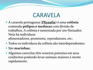 CARAVELA
 A caravela portuguesa (Physalia) é uma colônia
  contendo pólipos e medusas com divisão de
  trabalhos. A colônia é sustentada por um flutuador.
  Nela há indivíduos
  alimentadores, protetores, reprodutores, etc;
 Todos os indivíduos da colônia são interdependentes;
 São marinhas;
 Algumas caravelas têm venenos potentes em seus
  cnidócitos podendo levar animais maiores à morte
  rapidamente.
 