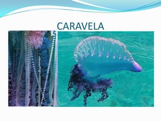 CARAVELA
 
