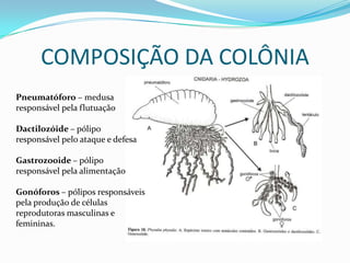 COMPOSIÇÃO DA COLÔNIA
Pneumatóforo – medusa
responsável pela flutuação

Dactilozóide – pólipo
responsável pelo ataque e defesa

Gastrozooide – pólipo
responsável pela alimentação

Gonóforos – pólipos responsáveis
pela produção de células
reprodutoras masculinas e
femininas.
 