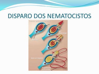 DISPARO DOS NEMATOCISTOS
 