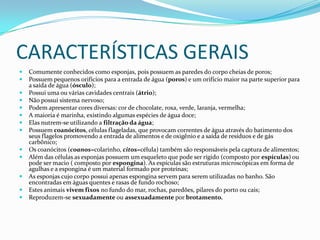 CARACTERÍSTICAS GERAIS
   Comumente conhecidos como esponjas, pois possuem as paredes do corpo cheias de poros;
   Possuem pequenos orifícios para a entrada de água (poros) e um orifício maior na parte superior para
    a saída de água (ósculo);
   Possui uma ou várias cavidades centrais (átrio);
   Não possui sistema nervoso;
   Podem apresentar cores diversas: cor de chocolate, roxa, verde, laranja, vermelha;
   A maioria é marinha, existindo algumas espécies de água doce;
   Elas nutrem-se utilizando a filtração da água;
   Possuem coanócitos, células flageladas, que provocam correntes de água através do batimento dos
    seus flagelos promovendo a entrada de alimentos e de oxigênio e a saída de resíduos e de gás
    carbônico;
   Os coanócitos (coanos=colarinho, citos=célula) também são responsáveis pela captura de alimentos;
   Além das células as esponjas possuem um esqueleto que pode ser rígido (composto por espículas) ou
    pode ser macio ( composto por espongina). As espículas são estruturas microscópicas em forma de
    agulhas e a espongina é um material formado por proteínas;
   As esponjas cujo corpo possui apenas espongina servem para serem utilizadas no banho. São
    encontradas em águas quentes e rasas de fundo rochoso;
   Estes animais vivem fixos no fundo do mar, rochas, paredões, pilares do porto ou cais;
   Reproduzem-se sexuadamente ou assexuadamente por brotamento.
 