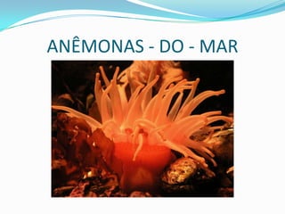 ANÊMONAS - DO - MAR
 