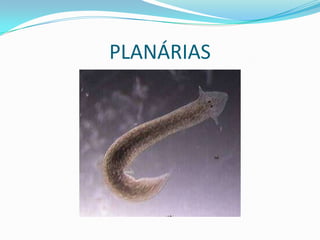 PLANÁRIAS
 