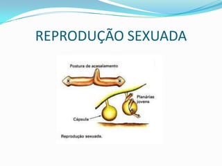 REPRODUÇÃO SEXUADA
 