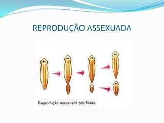 REPRODUÇÃO ASSEXUADA
 