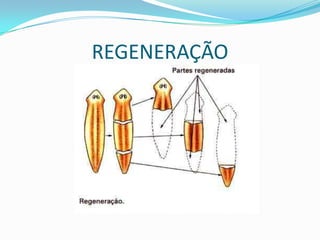 REGENERAÇÃO
 