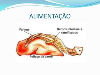 ALIMENTAÇÃO
 