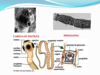 CABEÇA OU ESCÓLEX   PROGLOTES
 