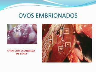 OVOS EMBRIONADOS




OVOS COM O EMBRIÃO
      DE TÊNIA
 
