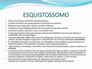 ESQUISTOSSOMO
   Causa uma doença chamada esquistossomose;
   O nome científico do esquistossomo é Schistosoma mansoni;
   Possuem sexos separados, existem machos e fêmeas;
   As fêmeas vivem abrigadas dentro de um canal no corpo dos machos;
   As fêmeas medem cerca de 1,5 cm e os machos 1 cm;
   A presença desses vermes provoca um aumento do abdômen, por isso essa doença é
    conhecida como barriga d’água;
   A pessoa infectada, defecando em local inadequado, elimina os ovos do verme junto com
    as fezes. Se eles atingirem a água doce, desenvolvem-se em larvas chamadas miracídios.
   O miracídio precisa de um caramujo, seu hospedeiro intermediário, para continuar seu
    desenvolvimento. Não qualquer caramujo, mas só algumas espécies.
    Após infestar o caramujo, o miracídio sofre inúmeras transformações e passa a chamar-se
    cercária.
   A cercária sai do caramujo e fica nas águas paradas dos lagos, açudes ou represas. Quando
    uma pessoa entra em contato com a água contaminada, seja lavando roupa, banhando-se
    ou brincando, a cercária penetra pela pele (seu hospedeiro definitivo) e circula através da
    corrente sangüínea, chegando ao fígado, onde torna-se adulta e o ciclo reinicia.
   Os sintomas da esquistossomose são: abdômen aumentado, dores
    abdominais, náuseas, cólicas, inflamação do fígado, enfraquecimento geral.
 
