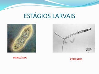 ESTÁGIOS LARVAIS




MIRACÍDIO
                    CERCÁRIA
 