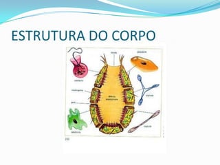 ESTRUTURA DO CORPO
 