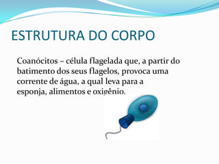 ESTRUTURA DO CORPO
Coanócitos – célula flagelada que, a partir do
batimento dos seus flagelos, provoca uma
corrente de água, a qual leva para a
esponja, alimentos e oxigênio.
 