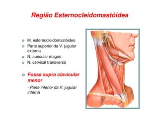 Região Esternocleidomastóidea


M. esternocleidomastóideo
Parte superior da V. jugular
externa
N. auricular magno
N. cervical transverso


Fossa supra clavicular
menor
- Parte inferior da V. jugular
interna
 