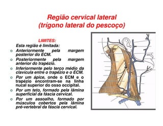 Região cervical lateral
           (trígono lateral do pescoço)

            LIMITES:
Esta região é limitada:
Anteriormente       pela    margem
posterior do ECM.
Posteriormente      pela    margem
anterior do trapézio.
Inferiormente pelo terço médio da
clavícula entre o trapézio e o ECM.
Por um ápice, onde o ECM e o
trapézio encontram-se na linha
nucal superior do osso occipital.
Por um teto, formado pela lâmina
superficial da fáscia cervical.
Por um assoalho, formado por
músculos cobertos pela lâmina
pré-vertebral da fáscia cervical.
 