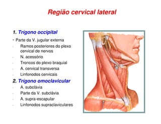 Região cervical lateral


1. Trígono occipital
- Parte da V. jugular externa
-   Ramos posteriores do plexo
    cervical de nervos
-   N. acessório
-   Troncos do plexo braquial
-   A. cervical transversa
-   Linfonodos cervicais
2. Trígono omoclavicular
-   A. subclávia
-   Parte da V. subclávia
-   A. supra-escapular
-   Linfonodos supraclaviculares
 