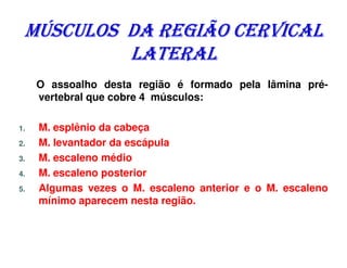 MÚSCULOS DA REGIÃO CERVICAL
          LATERAL
     O assoalho desta região é formado pela lâmina pré-
     vertebral que cobre 4 músculos:

1.   M. esplênio da cabeça
2.   M. levantador da escápula
3.   M. escaleno médio
4.   M. escaleno posterior
5.   Algumas vezes o M. escaleno anterior e o M. escaleno
     mínimo aparecem nesta região.
 