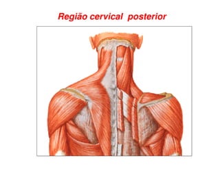 Região cervical posterior
 