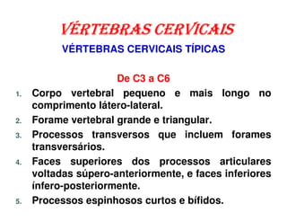 VÉRTEBRAS CERVICAIS
           VÉRTEBRAS CERVICAIS TÍPICAS

                      De C3 a C6
1.   Corpo vertebral pequeno e mais longo no
     comprimento látero-lateral.
2.   Forame vertebral grande e triangular.
3.   Processos transversos que incluem forames
     transversários.
4.   Faces superiores dos processos articulares
     voltadas súpero-anteriormente, e faces inferiores
     ínfero-posteriormente.
5.   Processos espinhosos curtos e bífidos.
 