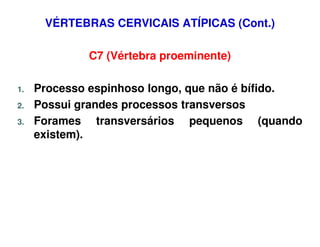 VÉRTEBRAS CERVICAIS ATÍPICAS (Cont.)

             C7 (Vértebra proeminente)

1.   Processo espinhoso longo, que não é bífido.
2.   Possui grandes processos transversos
3.   Forames transversários pequenos (quando
     existem).
 