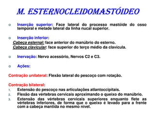 M. ESTERNOCLEIDOMASTÓIDEO
    Inserção superior: Face lateral do processo mastóide do osso
    temporal e metade lateral da linha nucal superior.

    Inserção inferior:
  Cabeça esternal: face anterior do manúbrio do esterno.
  Cabeça clavicular: face superior do terço médio da clavícula.

    Inervação: Nervo acessório, Nervos C2 e C3.

    Ações:

Contração unilateral: Flexão lateral do pescoço com rotação.

Contração bilateral:
1.  Extensão do pescoço nas articulações atlantoccipitais.
2.  Flexão das vértebras cervicais aproximando o queixo do manúbrio.
3.  Extensão das vértebras cervicais superiores enquanto flete as
    vértebras inferiores, de forma que o queixo é levado para a frente
    com a cabeça mantida no mesmo nível.
 