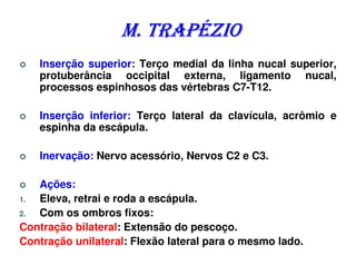 M. TRAPÉZIO
   Inserção superior: Terço medial da linha nucal superior,
   protuberância occipital externa, ligamento nucal,
   processos espinhosos das vértebras C7-T12.

   Inserção inferior: Terço lateral da clavícula, acrômio e
   espinha da escápula.

   Inervação: Nervo acessório, Nervos C2 e C3.

   Ações:
1. Eleva, retrai e roda a escápula.
2. Com os ombros fixos:
Contração bilateral: Extensão do pescoço.
Contração unilateral: Flexão lateral para o mesmo lado.
 