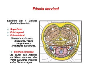 Fáscia cervical


Consiste em 4 lâminas
  (bainhas) fasciais:

  Superficial
  Pré-traqueal
  Pré-vertebral
   Sustentam vísceras,
      músculos, vasos
        sanguíneos e
   linfonodos profundos.

     Bainhas caróticas
  Ao redor das Artérias
  carótidas comuns, das
  Veias jugulares internas
  e dos Nervos vagos.
 