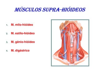 MÚSCULOS SUPRA-HIÓIDEOS
                SUPRA-

1.   M. milo-hióideo

2.   M. estilo-hióideo

3.   M. gênio-hióideo

4.   M. digástrico
 