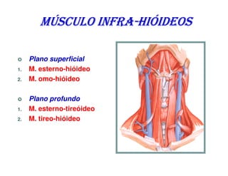 MÚSCULO INFRA-HIÓIDEOS
                INFRA-

     Plano superficial
1.   M. esterno-hióideo
2.   M. omo-hióideo

     Plano profundo
1.   M. esterno-tireóideo
2.   M. tireo-hióideo
 