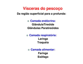 Vísceras do pescoço
Da região superficial para a profunda:

          Camada endócrina:
           GlândulaTireóide
        Glândulas Paratireóides

         Camada respiratória:
              Laringe
             Traquéia

          Camada alimentar:
              Faringe
              Esôfago
 