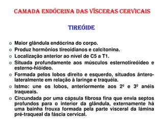 CAMADA ENDÓCRINA DAS VÍSCERAS CERVICAIS

                     TIREÓIDE

Maior glândula endócrina do corpo.
Produz hormônios tireoidianos e calcitonina.
Localização anterior ao nível de C5 a T1.
Situada profundamente aos músculos esternotireóideo e
esterno-hióideo.
Formada pelos lobos direito e esquerdo, situados ântero-
lateralmente em relação à laringe e traquéia.
Istmo: une os lobos, anteriormente aos 2º e 3º anéis
traqueais.
Circundada por uma cápsula fibrosa fina que envia septos
profundos para o interior da glândula, externamente há
uma bainha frouxa formada pela parte visceral da lámina
pré-traqueal da fáscia cervical.
 