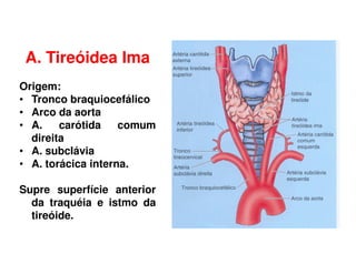 A. Tireóidea Ima
Origem:
• Tronco braquiocefálico
• Arco da aorta
• A.    carótida    comum
  direita
• A. subclávia
• A. torácica interna.

Supre superfície anterior
  da traquéia e istmo da
  tireóide.
 