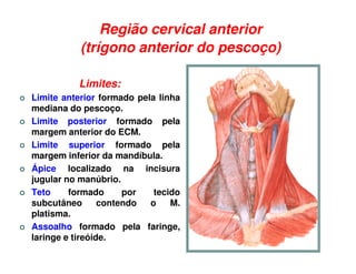 Região cervical anterior
           (trígono anterior do pescoço)

          Limites:
Limite anterior formado pela linha
mediana do pescoço.
Limite posterior formado pela
margem anterior do ECM.
Limite superior formado pela
margem inferior da mandíbula.
Ápice localizado na incisura
jugular no manúbrio.
Teto     formado      por   tecido
subcutâneo       contendo  o    M.
platisma.
Assoalho formado pela faringe,
laringe e tireóide.
 