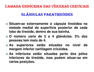 CAMADA ENDÓCRINA DAS VÍSCERAS CERVICAIS

        GLÂNDULAS PARATIREÓIDES

 Situam-se externamente à cápsula tireóidea na
 metade medial da superfície posterior de cada
 lobo da tireóide, dentro de sua bainha.
 O número varia de 2 a 4 glândulas. 5% das
 pessoas tem mais de 4.
 As superiores estão situadas no nível da
 margem inferior cartilagem cricóidea.
 As inferiores estão situadas perto dos pólos
 inferiores da tireóide, mas podem situar-se em
 várias posições.
 