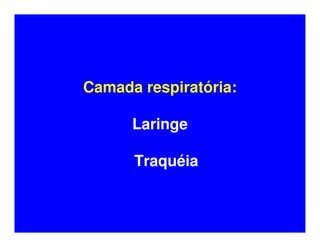 Camada respiratória:

      Laringe

      Traquéia
 