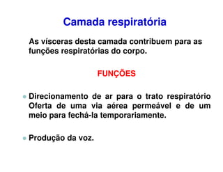 Camada respiratória
As vísceras desta camada contribuem para as
funções respiratórias do corpo.

                   FUNÇÕES

Direcionamento de ar para o trato respiratório
Oferta de uma via aérea permeável e de um
meio para fechá-la temporariamente.

Produção da voz.
 