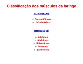 Classificação dos músculos da laringe
              EXTRÍNSECOS

              Supra-hióideos
               Infra-hióideos


              INTRÍNSECOS:

                 Adutores
                 Abdutores
                Relaxadores
                 Tensores
                Esfíncteres
 