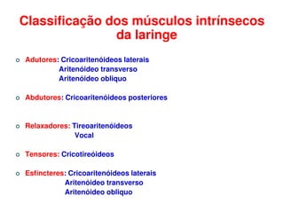 Classificação dos músculos intrínsecos
               da laringe
Adutores: Cricoaritenóideos laterais
         Aritenóideo transverso
         Aritenóideo obliquo

Abdutores: Cricoaritenóideos posteriores


Relaxadores: Tireoaritenóideos
              Vocal

Tensores: Cricotireóideos

Esfíncteres: Cricoaritenóideos laterais
           Aritenóideo transverso
           Aritenóideo obliquo
 