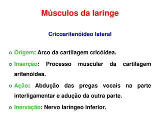 Músculos da laringe

               Cricoaritenóideo lateral


Origem: Arco da cartilagem cricóidea.

Inserção:      Processo   muscular    da   cartilagem
aritenóidea.

Ação: Abdução das pregas vocais na parte
interligamentar e adução da outra parte.

Inervação: Nervo laríngeo inferior.
 
