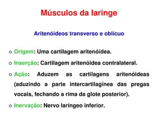 Músculos da laringe

        Aritenóideos transverso e oblícuo


Origem: Uma cartilagem aritenóidea.

Inserção: Cartilagem aritenóidea contralateral.

Ação:    Aduzem    as    cartilagens   aritenóideas
(aduzindo a parte intercartilagínea das pregas
vocais, fechando a rima da glote posterior).

Inervação: Nervo laríngeo inferior.
 