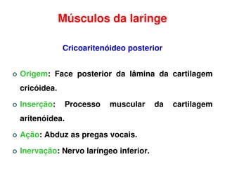 Músculos da laringe

             Cricoaritenóideo posterior


Origem: Face posterior da lâmina da cartilagem
cricóidea.

Inserção:      Processo   muscular    da   cartilagem
aritenóidea.

Ação: Abduz as pregas vocais.

Inervação: Nervo laríngeo inferior.
 