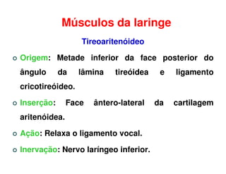 Músculos da laringe
                  Tireoaritenóideo

Origem: Metade inferior da face posterior do
ângulo      da    lâmina   tireóidea    e   ligamento
cricotireóideo.

Inserção:      Face   ântero-lateral   da   cartilagem
aritenóidea.

Ação: Relaxa o ligamento vocal.

Inervação: Nervo laríngeo inferior.
 
