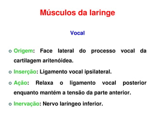 Músculos da laringe

                      Vocal


Origem: Face lateral do processo vocal da
cartilagem aritenóidea.

Inserção: Ligamento vocal ipsilateral.

Ação:   Relaxa    o   ligamento   vocal   posterior
enquanto mantém a tensão da parte anterior.

Inervação: Nervo laríngeo inferior.
 